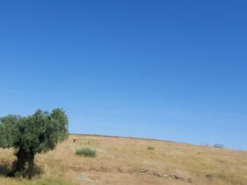Finca ganadera de 15 hectáreas en Garrovillas