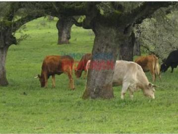 Finca ganadera en Alía, Cáceres