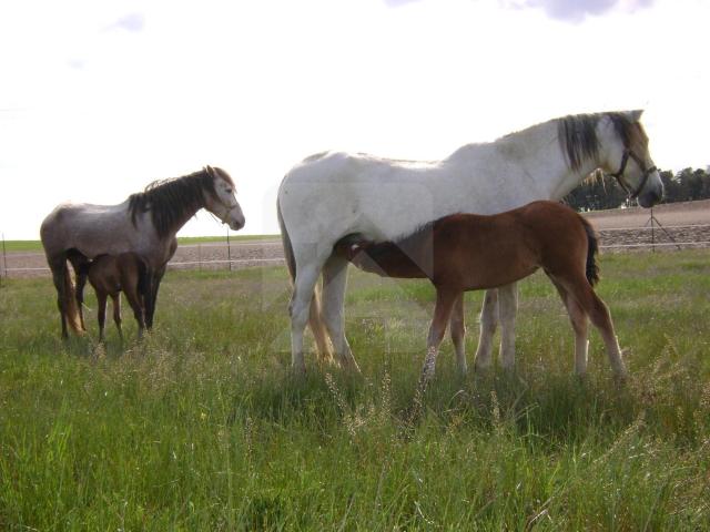 Finca hipica cerca de madrid