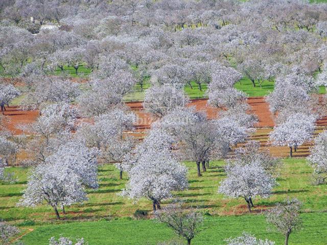 Finca payesa a reformar entre Santa Inés y San Mateo 220m² Santa agnes de corona