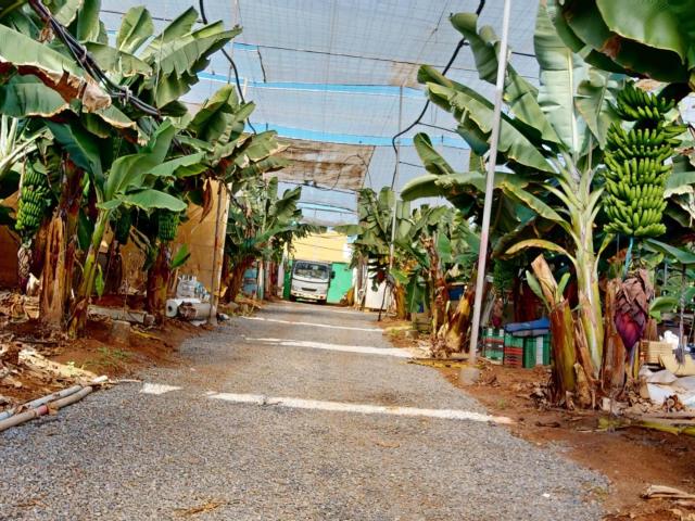 FINCA PLATANERA EN PRODUCCIÓN · COSTA NORTE DE GRAN CANARIA
