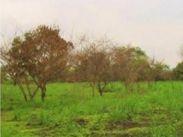 Finca Rancho en venta en Campestre, Villa de Álvarez, Colima