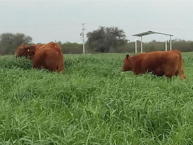 Finca Rancho en venta en Bicentenario, General Terán, Nuevo León