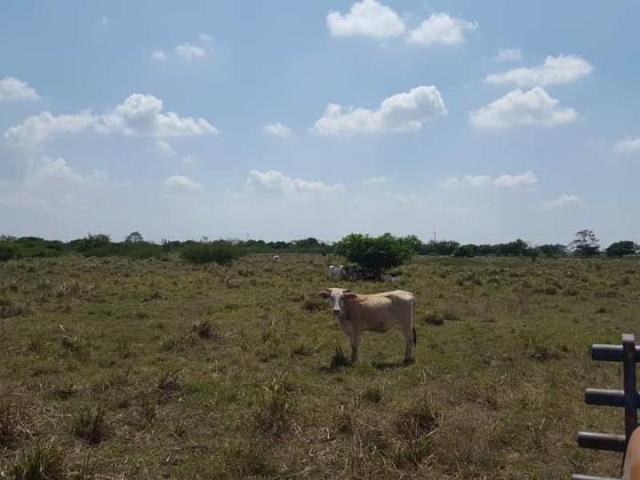 Rancho en venta en Cosamaloapan Veracruz, 175 has