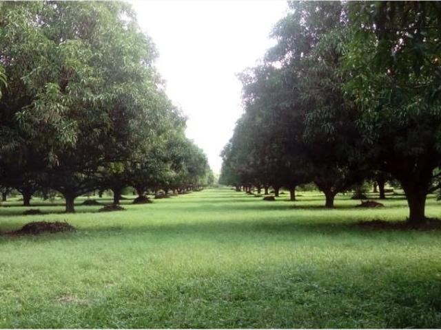 Finca Rancho en venta en San Antonio, Pijijiapan, Chiapas