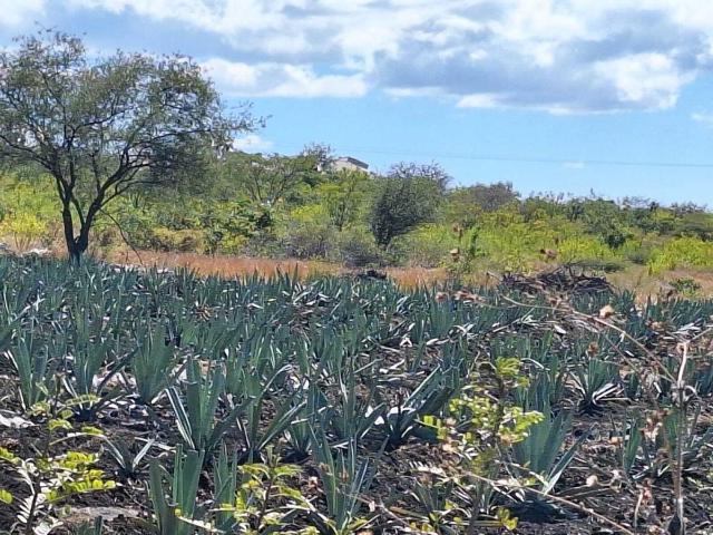 Finca Rancho en venta en Zacapala, Zacapala, Puebla