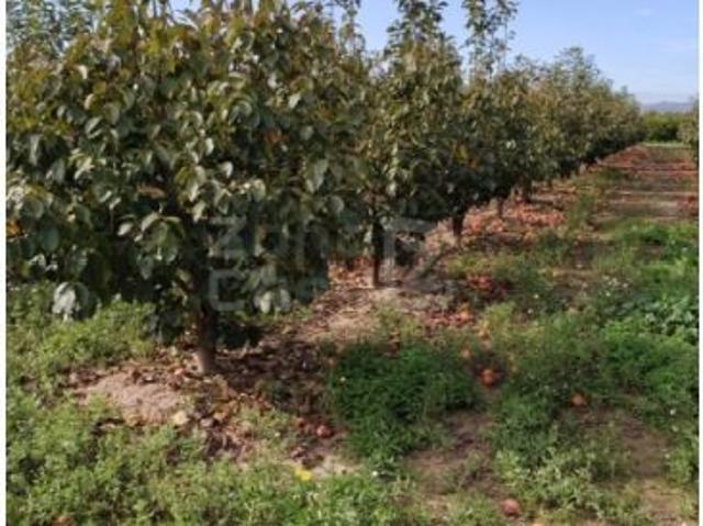 Finca Rústica Alzira