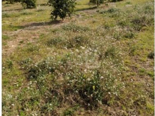 Finca Rústica Alzira
