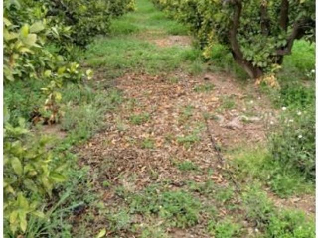 Finca Rústica Alzira