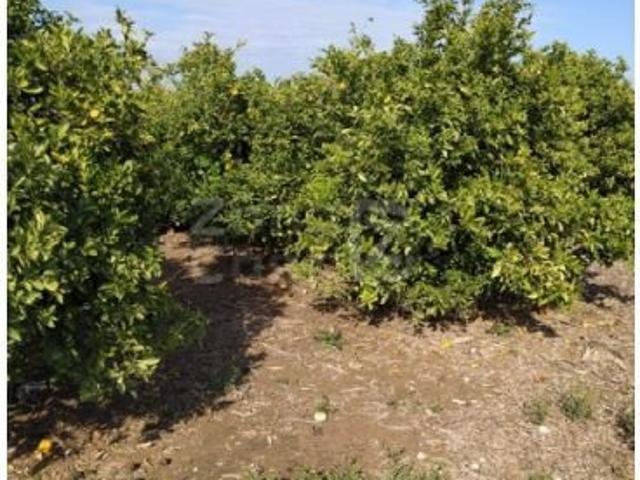 Finca Rústica Alzira
