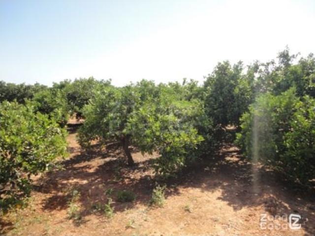 Finca Rústica Alzira