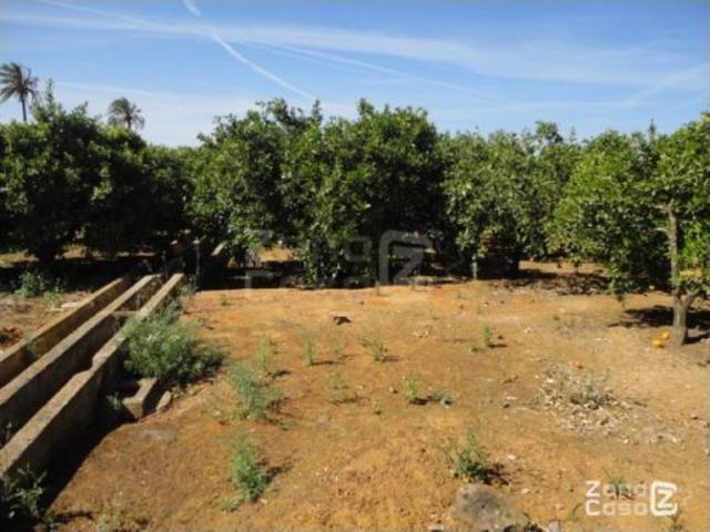 Finca Rústica Alzira