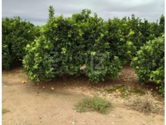 Finca Rústica Alzira