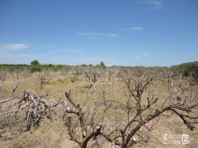Finca Rústica Alzira