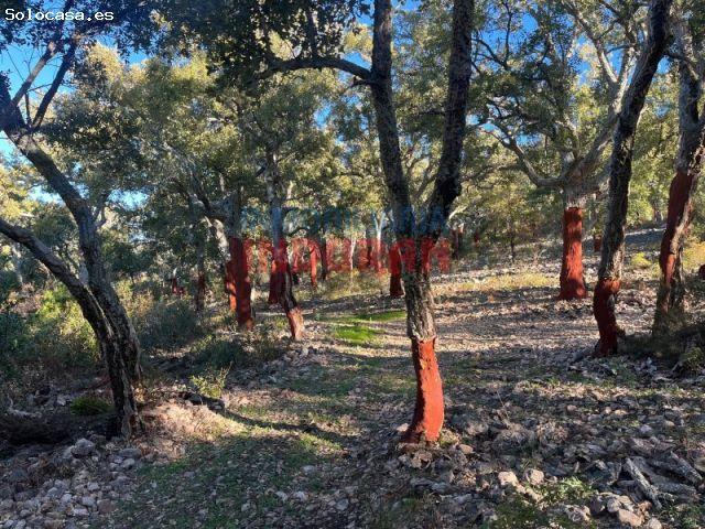 Finca rústica cinegética en Castañar de Ibor, Cáceres