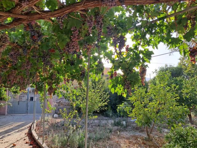 FINCA RÚSTICA CON CASA, OLIVOS, FRUTALES Y AGUA DE RIEGO EN BERJA – ALMERÍA