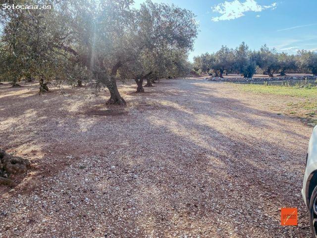 FINCA RUSTICA CON CASETA EN VENTA EN SANTA BARBARA TARRAGONA