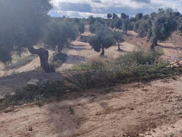 Finca rústica con maset en Calaceite