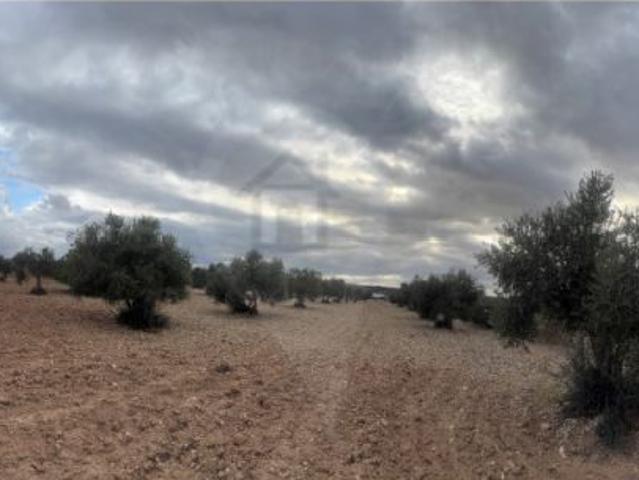 Finca rústica con olivos
