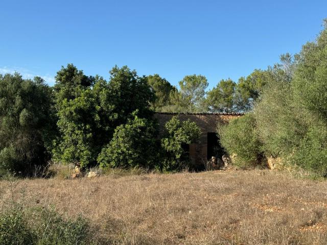 FINCA RUSTICA COSTITX