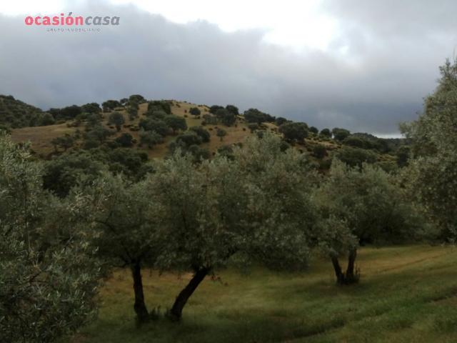 FINCA RUSTICA DE OLIVOS CON CORTIJOS Y NAVES
