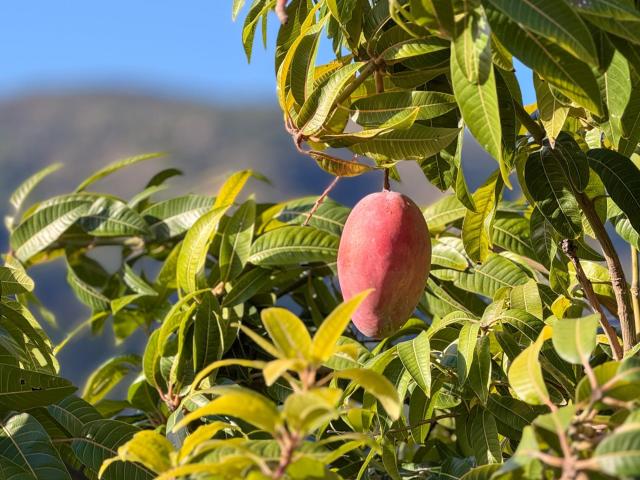 Finca rústica de AGUACATES con CONTRUCCIÓN de 37 m2 en Los Guájares Faragüit