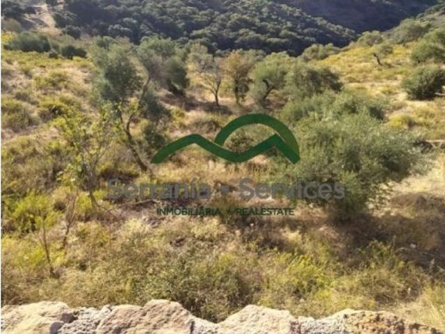 Finca Rústica de Almendros, Higueras y Olivar, Buena Ubicación