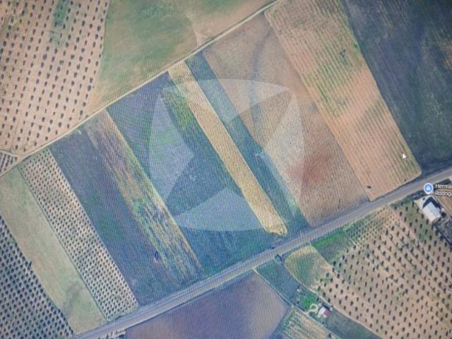 FINCA RUSTICA DE SECANO DE 3,313 HECTAREAS. TERMINO MUNICIPAL DE LOBON