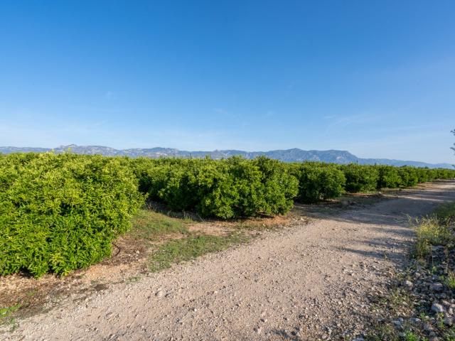 Finca rústica de 13,4 hectáreas de mandarinas. Producción me. 50m² La Galera