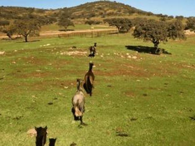 Finca rústica de 656 ha en Puebla de Guzmán Huelva