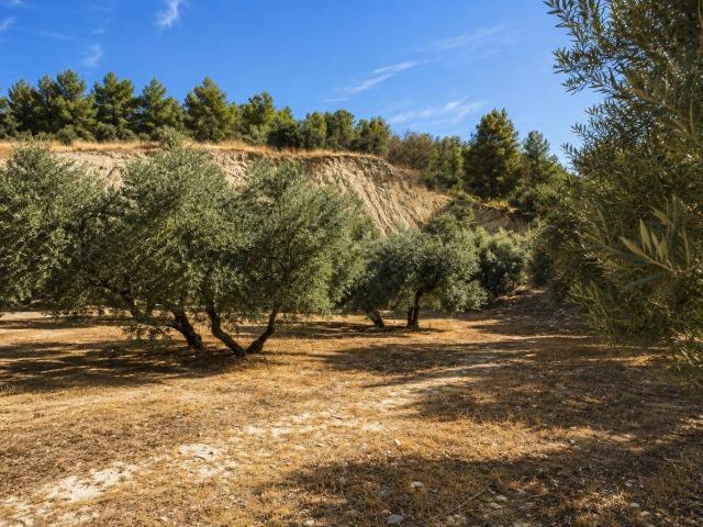 ¡Finca rústica en Atarfe en un entorno privilegiado!