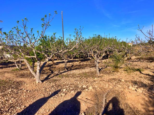 FINCA RUSTICA EN ALTABIX CON AGUA Y LUZ