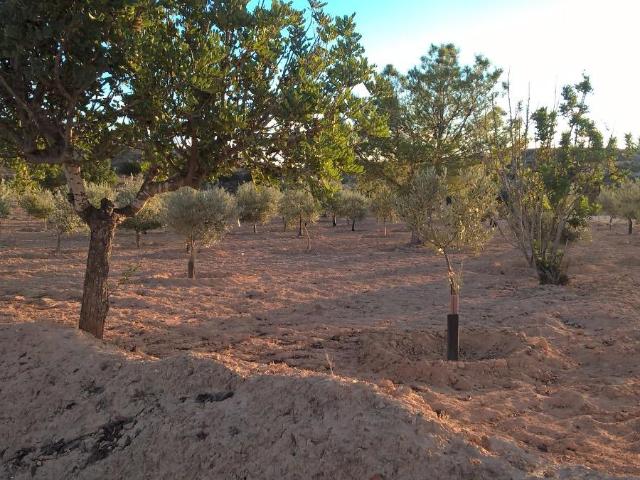 Finca rústica en Cañada Hermosa zona El Pedrusco