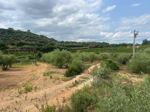FINCA RUSTICA EN FREGINALS DE 3 JORNALES DE OLIVOS