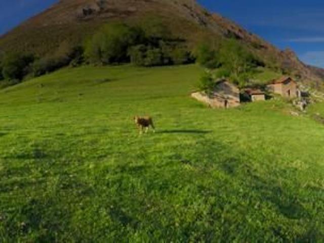 Finca rústica en venta. AMIEVA