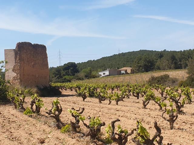 FINCA RUSTICA EN VENTA DE 24 Ha