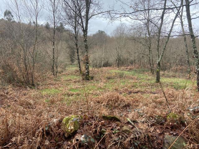 Finca rústica en venta. LALíN