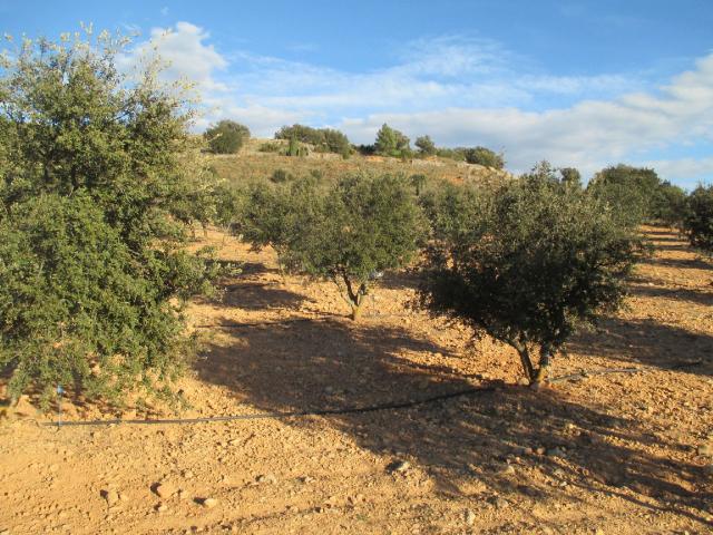 Finca rústica en venta. SAN AGUSTíN
