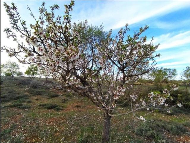 Finca rústica en venta. VALDILECHA