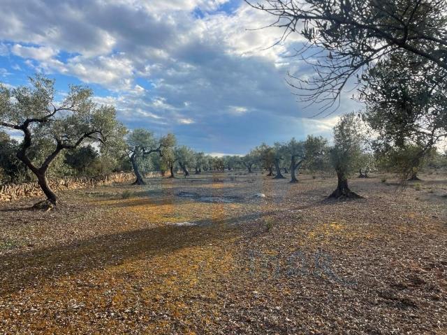 Finca rústica plana con pozo de agua. 0m² L'Ampolla