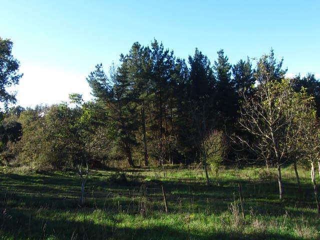 Finca/Casa Rural en venta en Chantada, Lugo