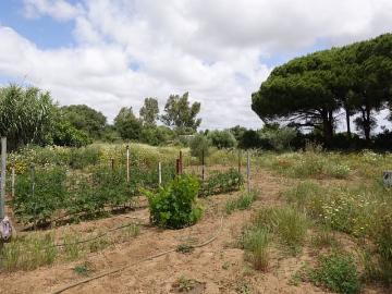 Finca/Casa Rural en venta en Chiclana de la Frontera, Cádiz Costa de la Luz
