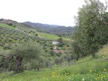 Finca/Casa Rural en venta en Algodonales, Cádiz