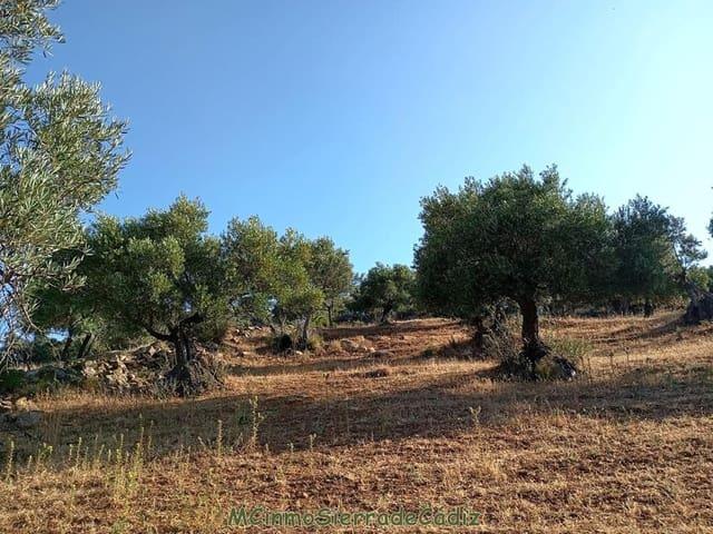 Finca/Casa Rural en venta en Algodonales, Cádiz