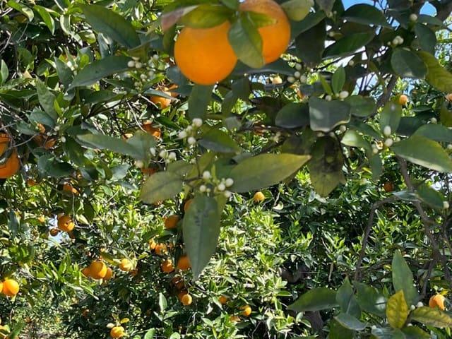 Finca/Casa Rural en venta en Alhama de Murcia, Murcia