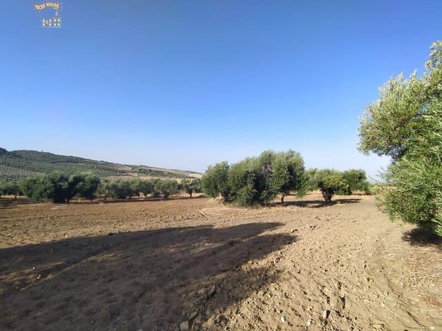 Finca/Casa Rural en venta en Arcos de la Frontera, Cádiz
