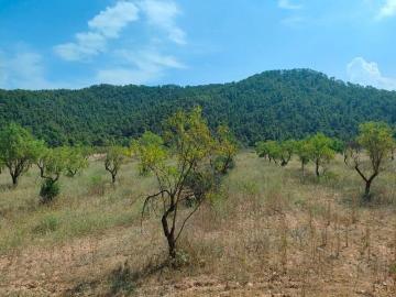 Arens de Lledó, Aragón