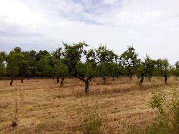 Arens de Lledó, Aragón