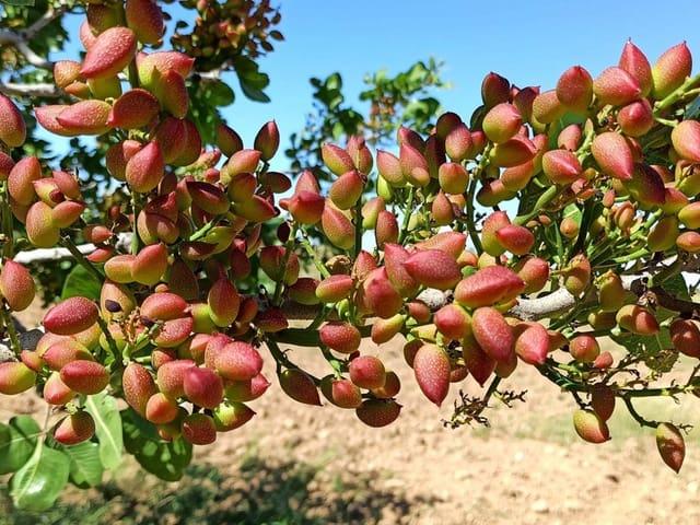 Finca/Casa Rural en venta en Granada, Granada