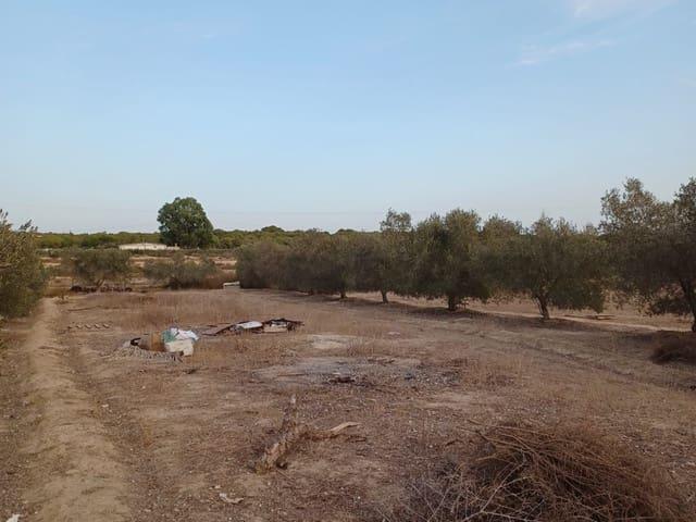 Finca/Casa Rural en venta en Elche / Elx, Alicante